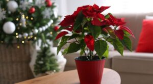 Secretos de la flor de Pascua: Más allá de la Navidad, cómo mantenerla todo el año y hacerla reflorecer