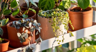 Dime qué signo eres y te diré qué planta se ajusta mejor a tu estilo de vida