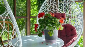 Adelántate a las ofertas de Lidl con las plantas más bonitas y frescas para tu balcón: geranio, campanula… Desde 2,99€