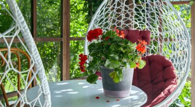 Adelántate a las ofertas de Lidl con las plantas más bonitas y frescas para tu balcón: geranio, campanula… Desde 2,99€