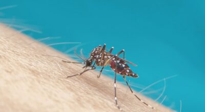 El truco casero y fácil para ahuyentar mosquitos con un ingrediente que tienes en casa