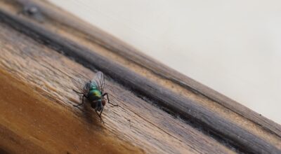 Di adiós a las moscas en casa con el truco del papel de aluminio que seguramente desconocías