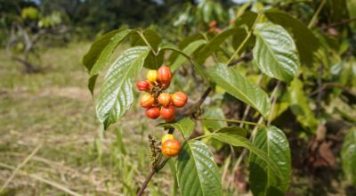 La planta nº1 para mejorar tu rendimiento físico y mental y ayudarte a perder peso, avalada por una farmacéutica