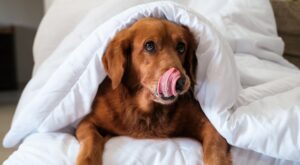 Descubre el carácter de tu perro según su signo del zodiaco