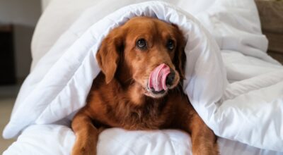 Descubre el carácter de tu perro según su signo del zodiaco