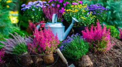 Adelántate a las ofertas de Lidl con las plantas más bonitas que están de moda este otoño desde 2,99 euros
