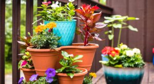 ¡Desde 2,39€! Aldi agotará las 4 plantas con flor más bonitas, exóticas y baratas que verás esta semana