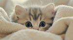 ¿Qué significa soñar con gatos bebés? Esto es todo lo que debes saber
