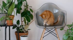 Lidl rebaja las plantas que necesitas para dar vida a tu hogar: verdes, suculentas y hasta hierba gatera