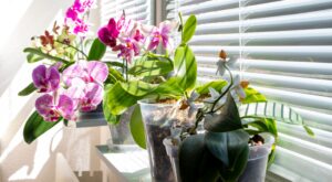 Aldi ‘regala’ las plantas más bonitas y exóticas que verás hoy: orquídea, anturio, cala…