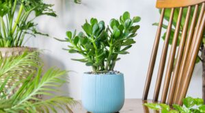Árbol de Jade: dónde colocar la «planta del dinero» este invierno para atraer la suerte a tu hogar, según el Feng Shui