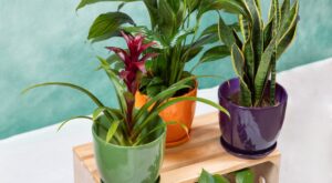 ¡Adiós toxinas! Aldi agotará la planta que purifica el aire y es perfecta para principiantes por solo 6,99 euros