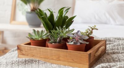 Mañana llega a Aldi la planta decorativa que purifica el aire y tiene propiedades medicinales por solo 2,99 €