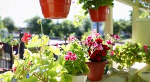 Olvídate de los geranios: esta es la planta que florece todo el año y es fácil de cuidar (y posiblemente no la conocías)