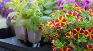 Adiós a los geranios: Lidl arrasa con esta flor resistente e ideal para dar color a tu balcón o jardín por solo 2 euros