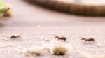 Olvídate de las hormigas invasoras con estos dos remedios naturales fáciles con 4 ingredientes que tienes en casa