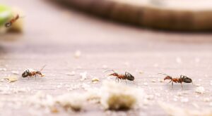 Olvídate de las hormigas invasoras con estos dos remedios naturales fáciles con 4 ingredientes que tienes en casa