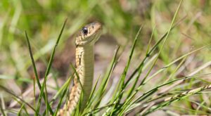 Alerta por la ola de calor: esta planta popular podría estar atrayendo serpientes a tu jardín (y no lo sabías)