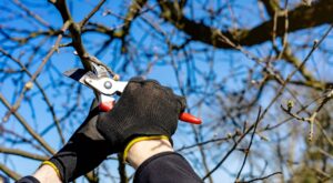 Poda de octubre: estas son las plantas que deberías recortar ahora para asegurar su crecimiento y floración en primavera
