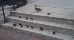 Lindos patitos consiguen un logro épico ante la mirada de su mamá. ¡No te lo pierdas!