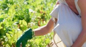 Insecticidas biológicos