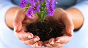 ¿Cómo trasplantar geranios?