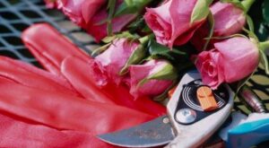 Saber podar los rosales