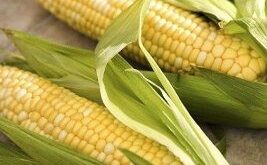 Todo sobre el maíz