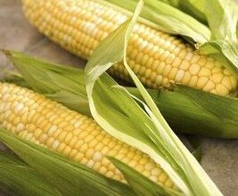 Todo sobre el maíz