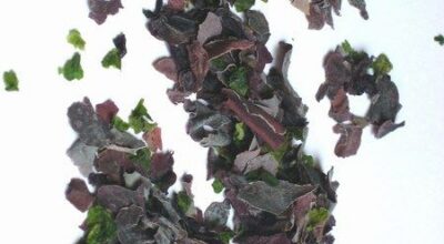 Algas y tipos de algas