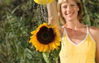 ¿Cómo recuperar el agua de lluvia?