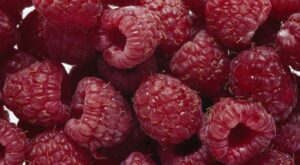 Las frambuesas