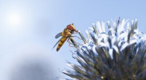 La vacunación ante la alergia a picaduras de avispas y abejas