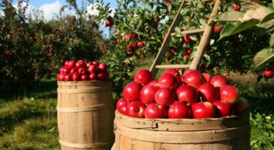 De la huerta al mercado