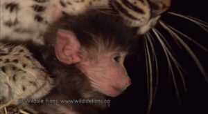 ¡Increíble! Un leopardo mata a un babuino y cuida a su cría