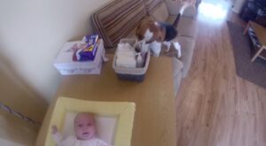 Un astuto perro ayuda a su dueña a cambiar los pañales al bebé