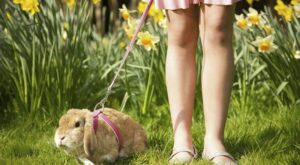 La UE prohibe definitivamente la experimentación en animales con fines cosméticos