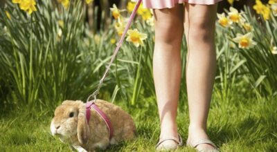 La UE prohibe definitivamente la experimentación en animales con fines cosméticos