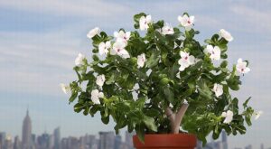 La tecnología llega al cuidado y cultivo de las plantas