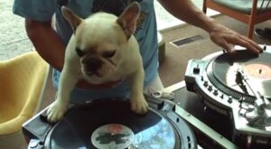 Un cachorro con un increíble talento como DJ