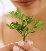 Cultivar plantas aromáticas