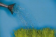 Riego de plantas de interior en vacaciones