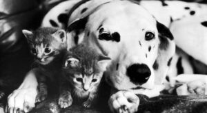 Los gatos dejan sin cama al mejor amigo del hombre