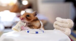 Mini burrito para el hamster: amor en forma de comida