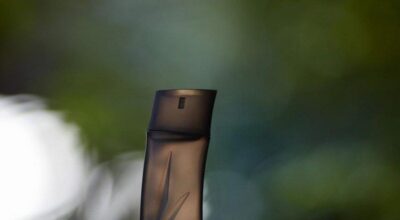 Viaje al corazón del bosque