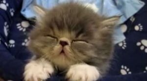 Morfeo visita a estos 10 animalitos