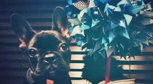 Asia Gaga: la nueva obsesión perruna de la diva