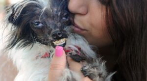 El perro más feo del mundo lucha contra el maltrato animal