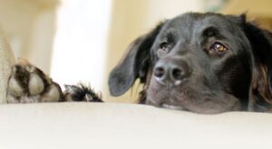 El último adiós a su mejor amigo: una familia prepara una despedida muy conmovedora para su perro