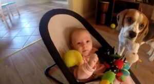 La historia del perrito que le pidió perdón a un bebé por robarle sus juguetes